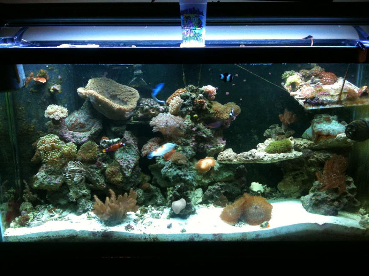 90 gallons reef tank (mostly live coral and fish) - update 6 months later..