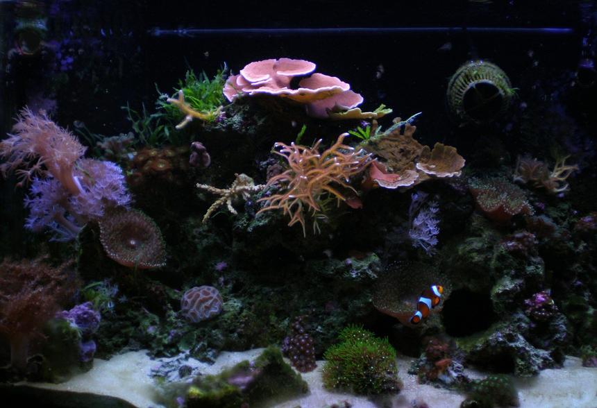 Rated #45: 29 Gallons Reef Tank - Ghurlag's 29g Reef FTS