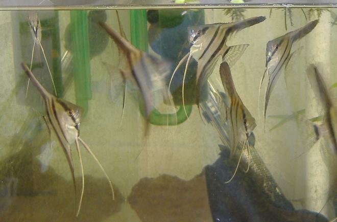 freshwater fish - pterophyllum sp. - silver zebra angel (pterophyllum sp.) stocking in 43 gallons tank - wild caught angelfish, waiting for pairing off