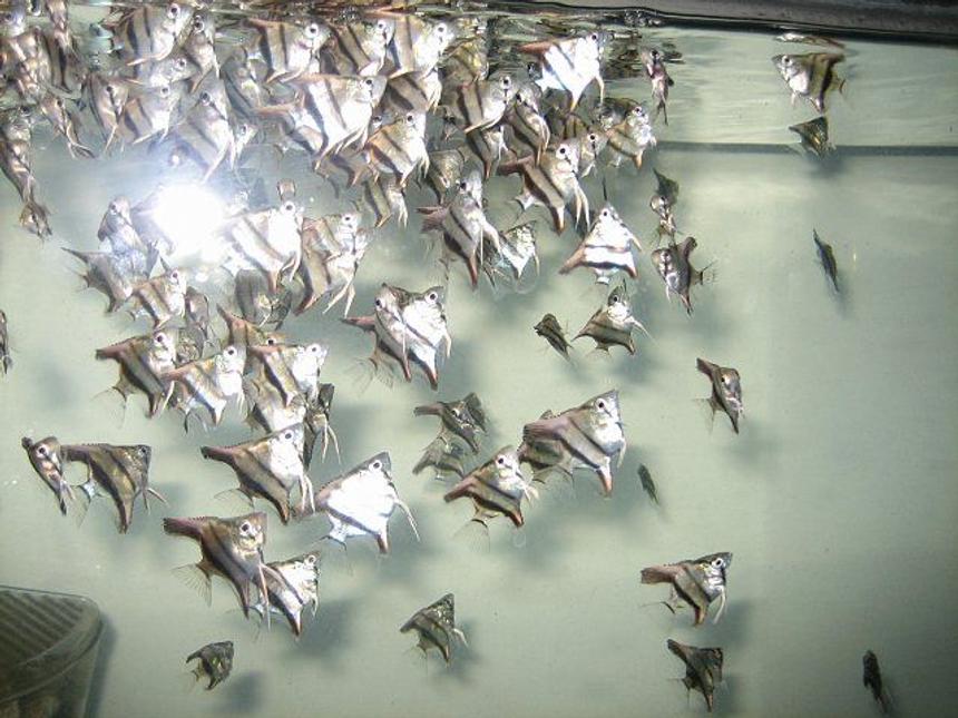 Rated #405: Freshwater Fish - Pterophyllum Sp. - Blue Angelfish Stocking In 43 Gallons Tank - young feeding