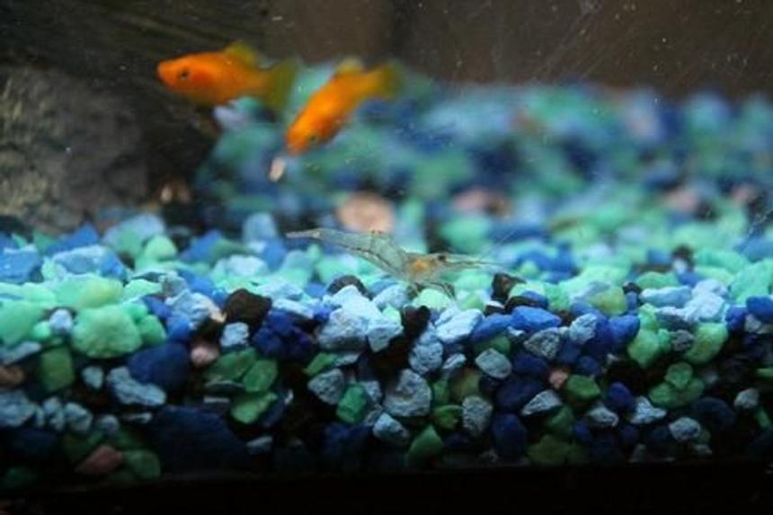 Rated #12: Corals Inverts - Paleomonetes Sp. - Ghost Shrimp Stocking In 35 Gallons Tank - Ghost Shrimp
