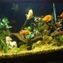 150 gallons freshwater fish tank (mostly fish and non-living decorations) - 150 gal mostly cichlid community tank
