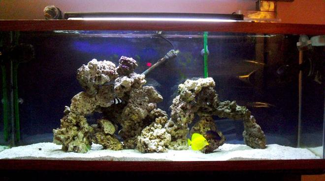 55 gallons saltwater fish tank (mostly fish, little/no live coral) - 55 gallon saltwater aquarium