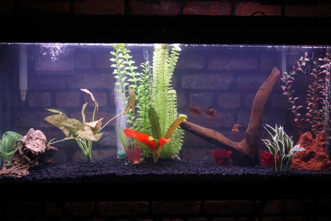 55 gallons freshwater fish tank (mostly fish and non-living decorations) - artificial plants
5 tiger barbs, 1clown loach, 1 rainbow shark