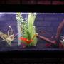 55 gallons freshwater fish tank (mostly fish and non-living decorations) - artificial plants 5 tiger barbs, 1clown loach, 1 rainbow shark