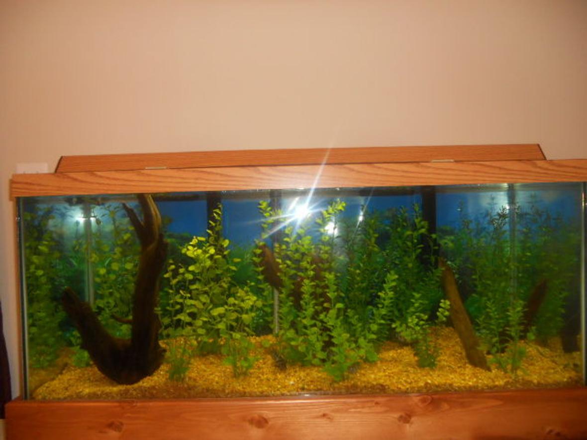 75 gallons planted tank (mostly live plants and fish) - 75 Gallon, densely planted, with large driftwood on left, medium driftwood in center, and two branches on right. Home to 8 Convict Cichlids (3 pairs + 2 females).