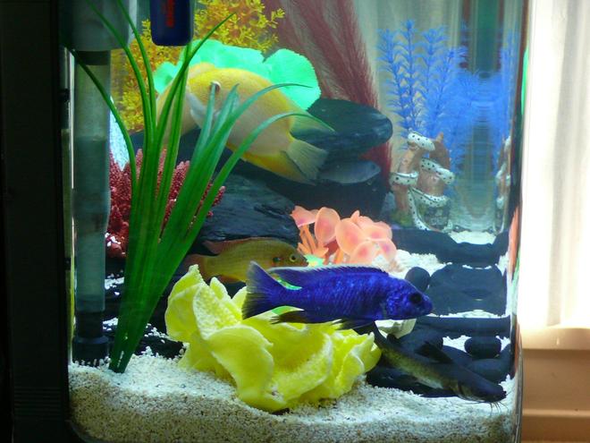 freshwater fish tank (mostly fish and non-living decorations) - Side view of tank.