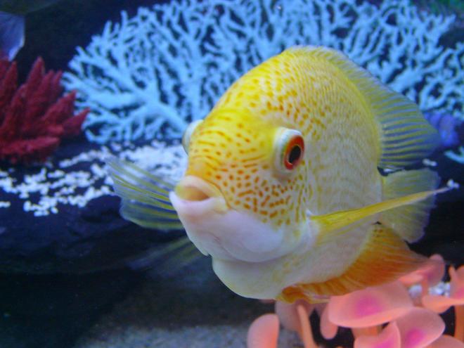 freshwater fish - heros serverus - gold severum - Male Gold Severum.