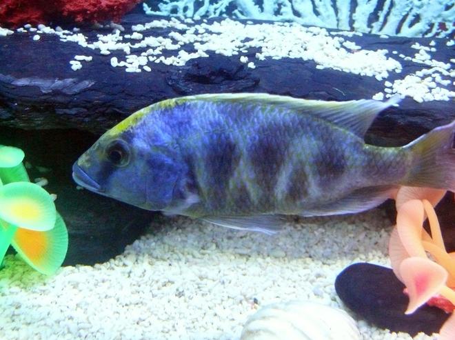 freshwater fish - nimbochromis venustus - venustus cichlid - Male Giraffe Cichlid (Venustus).