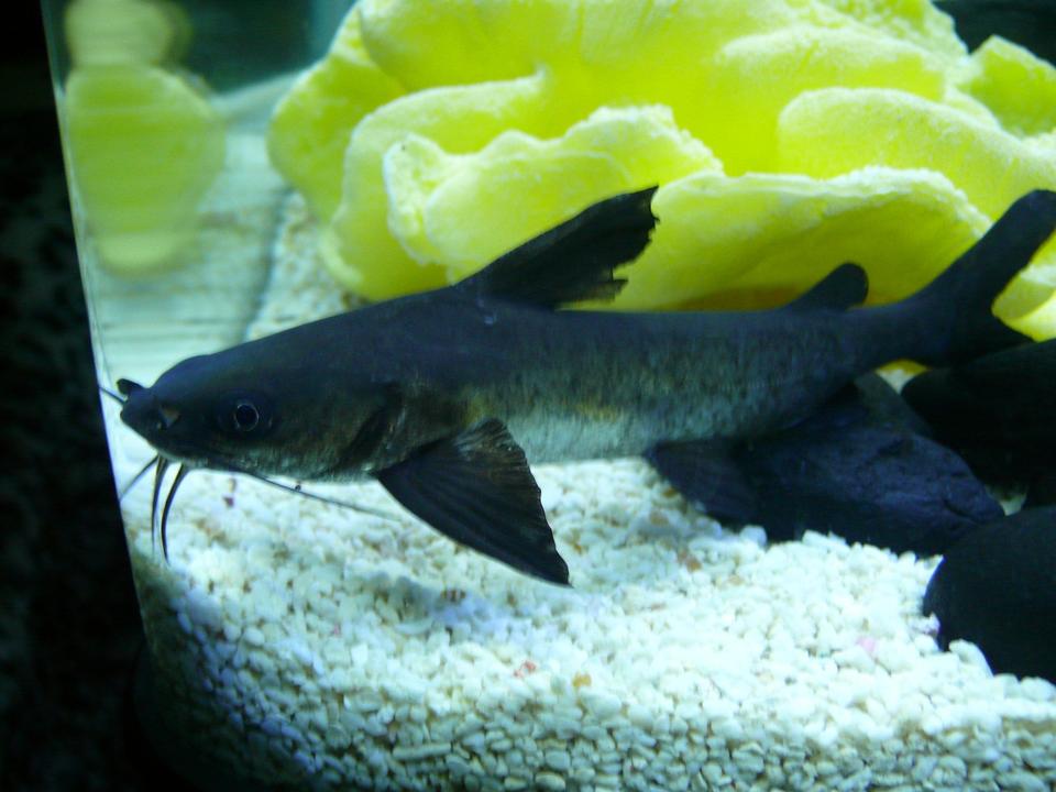 freshwater fish - arius leptaspis - salmontail catfish - Salmon Catfish.