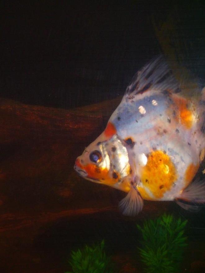 freshwater fish - carassius auratus - calico ryukin goldfish stocking in 35 gallons tank - My calico ryukin