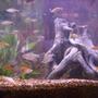 35 gallons freshwater fish tank (mostly fish and non-living decorations) - Tropical community