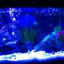 fish tank picture - mt tank marine blue bulb effect only