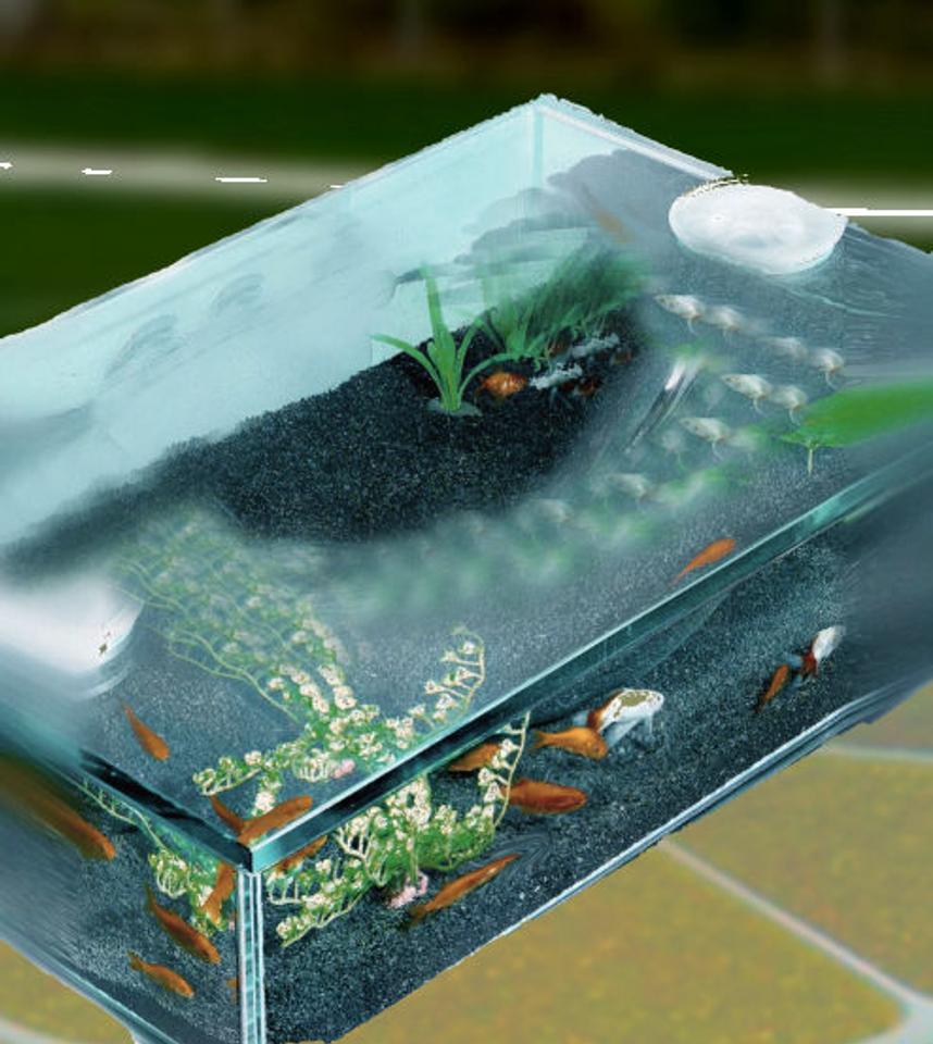 Rated #189: 75 Gallons Planted Tank - First tank