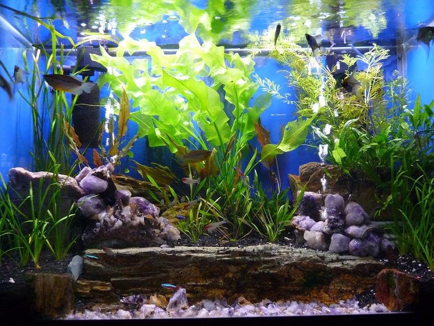 Rated #81: 65 Gallons Planted Tank - 65 Gallon Planted Freshwater Community Tank