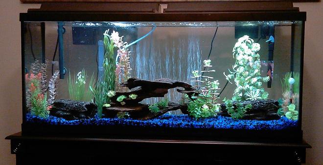 55 gallons freshwater fish tank (mostly fish and non-living decorations) - new 55g