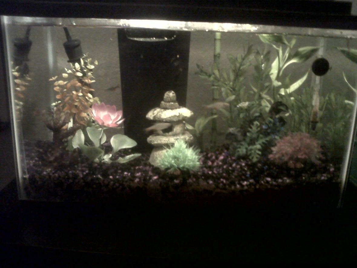 10 gallons freshwater fish tank (mostly fish and non-living decorations) - 10 gallon freshwater tropical community tank.