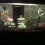 10 gallons freshwater fish tank (mostly fish and non-living decorations) - 10 gallon freshwater tropical community tank.
