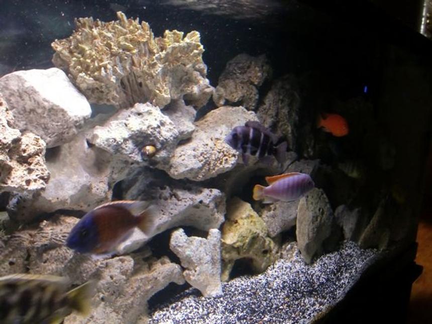 Rated #35: 75 Gallons Freshwater Fish Tank - Before they sleep