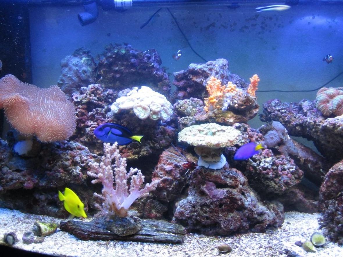 47 gallons reef tank (mostly live coral and fish) - Jan-11 (5months old)