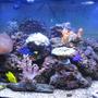 47 gallons reef tank (mostly live coral and fish) - Jan-11 (5months old)