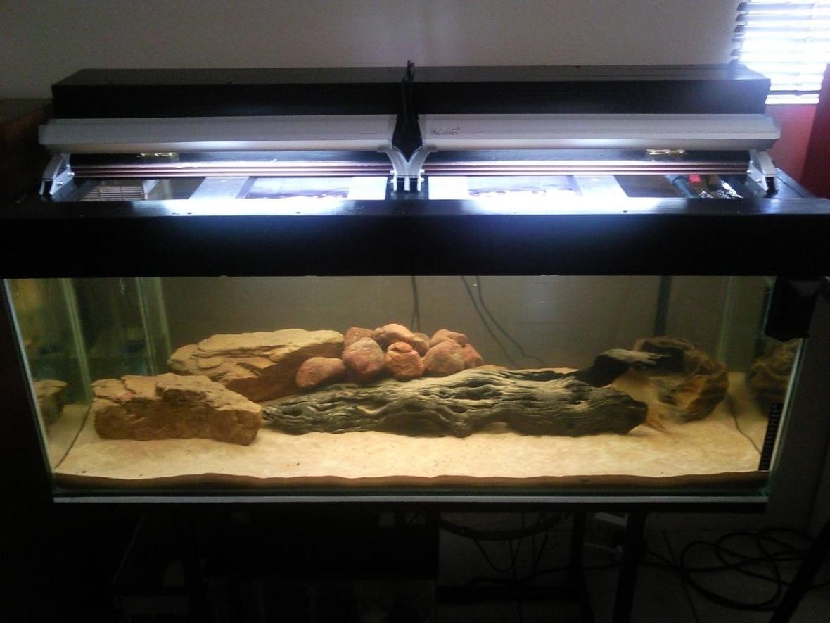 75 gallons freshwater fish tank (mostly fish and non-living decorations) - My 75 gallon community tank