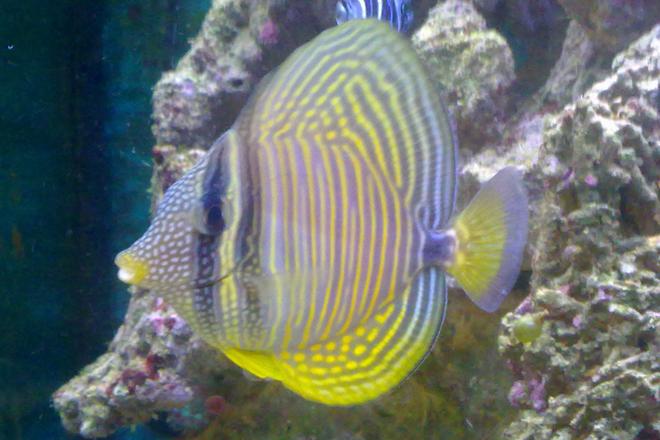 saltwater fish - zebrasoma desjardini - sailfin tang, desjardini stocking in 35 gallons tank - Sylvia our Sailfin Tang.
