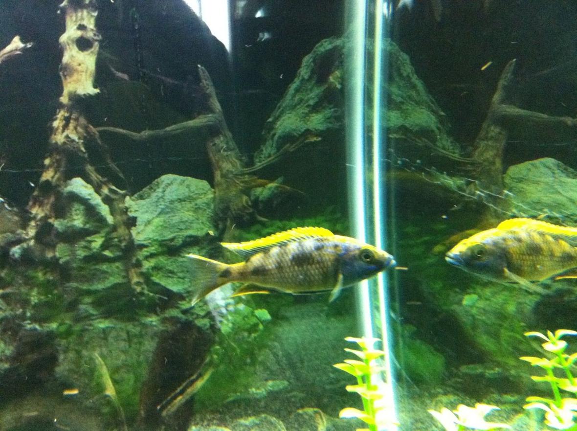 freshwater fish - otopharynx lithobates - sulphur crested lithobate stocking in 90 gallons tank - This isnt a very good picture and doesnt do this fish justice but he is a very correct lemon jack that is starting to look really nice