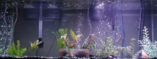 55 gallons freshwater fish tank (mostly fish and non-living decorations) - my tank.