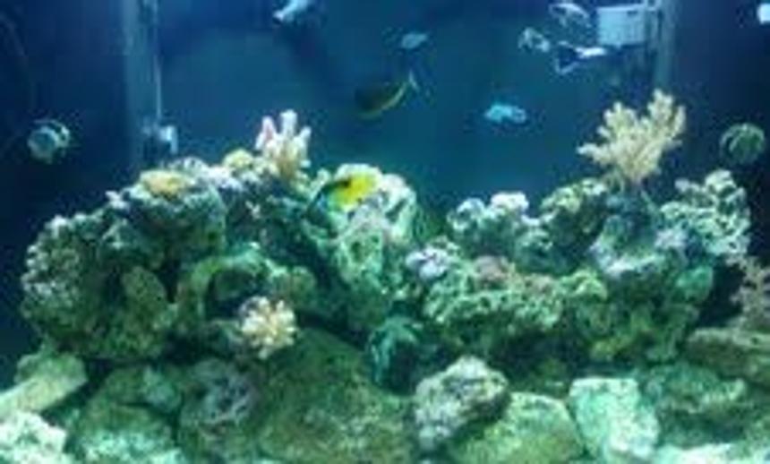 Rated #94: 140 Gallons Reef Tank - saltwater reek tank 140gal. 5mos. old