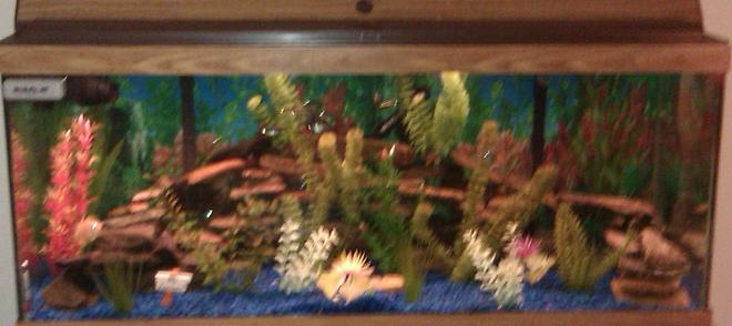 75 gallons freshwater fish tank (mostly fish and non-living decorations) - 75 gallon fish tank