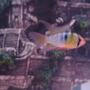freshwater fish - papiliochromis ramirezi - german blue ram stocking in 35 gallons tank - Blue Ram