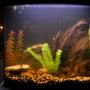 26 gallons freshwater fish tank (mostly fish and non-living decorations) - 26 Gallon Bowfront, 8 Rosy Barbs and 1 Pleco of unknown species (not sailfin)