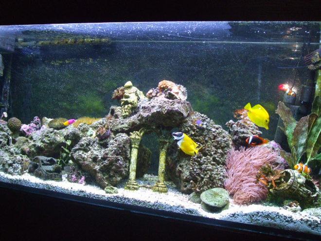 65 gallons reef tank (mostly live coral and fish) - My 65g Saltwater Tank