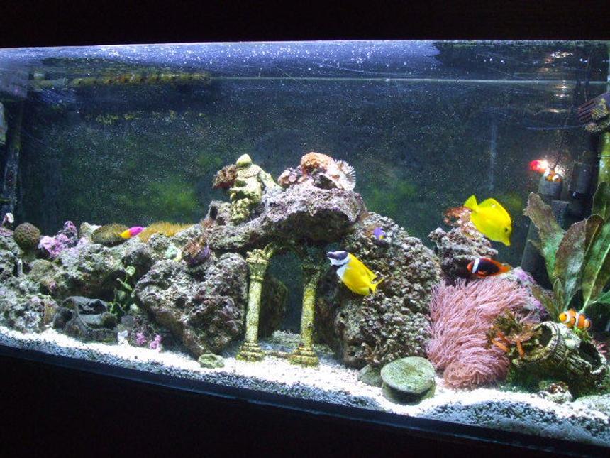 Rated #89: 65 Gallons Reef Tank - My 65g Saltwater Tank