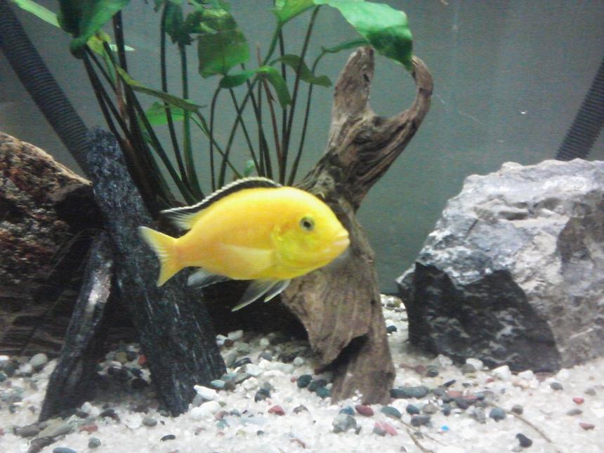 Rated #31: Freshwater Fish - Labidochromis Caeruleus - Electric Yellow Cichlid Stocking In 55 Gallons Tank - Electric yellow