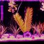 55 gallons freshwater fish tank (mostly fish and non-living decorations) - 55g Spit top Community Tank 1 Bolivian Ram, 4 Guppies 2m, 2f, 2 Kribs pair with fry, 1 Bristlenose Pleco, 1 Goldflake Pleco, 1 African Dwarf Frog.