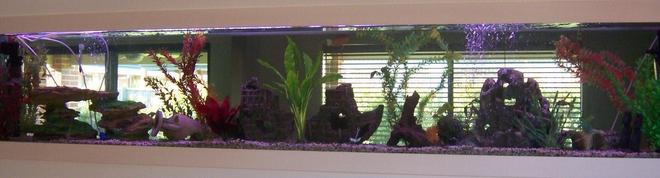 70 gallons freshwater fish tank (mostly fish and non-living decorations) - my 8ft in wall tank!