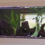 70 gallons freshwater fish tank (mostly fish and non-living decorations) - my 8ft in wall tank!