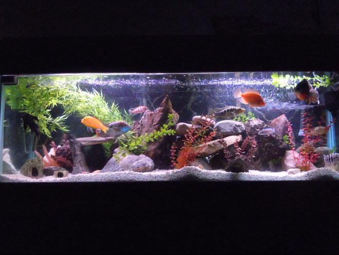 94 gallons freshwater fish tank (mostly fish and non-living decorations) - Welcome to Thunder Dome. 94 Gallon Aggressive Freshwater Cichlid Tank.