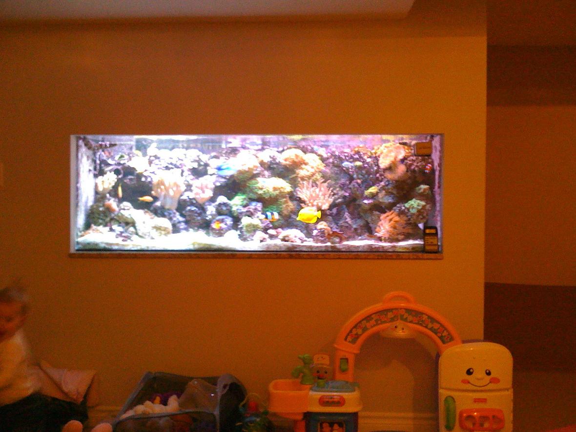 75 gallons reef tank (mostly live coral and fish) - 180 gallon