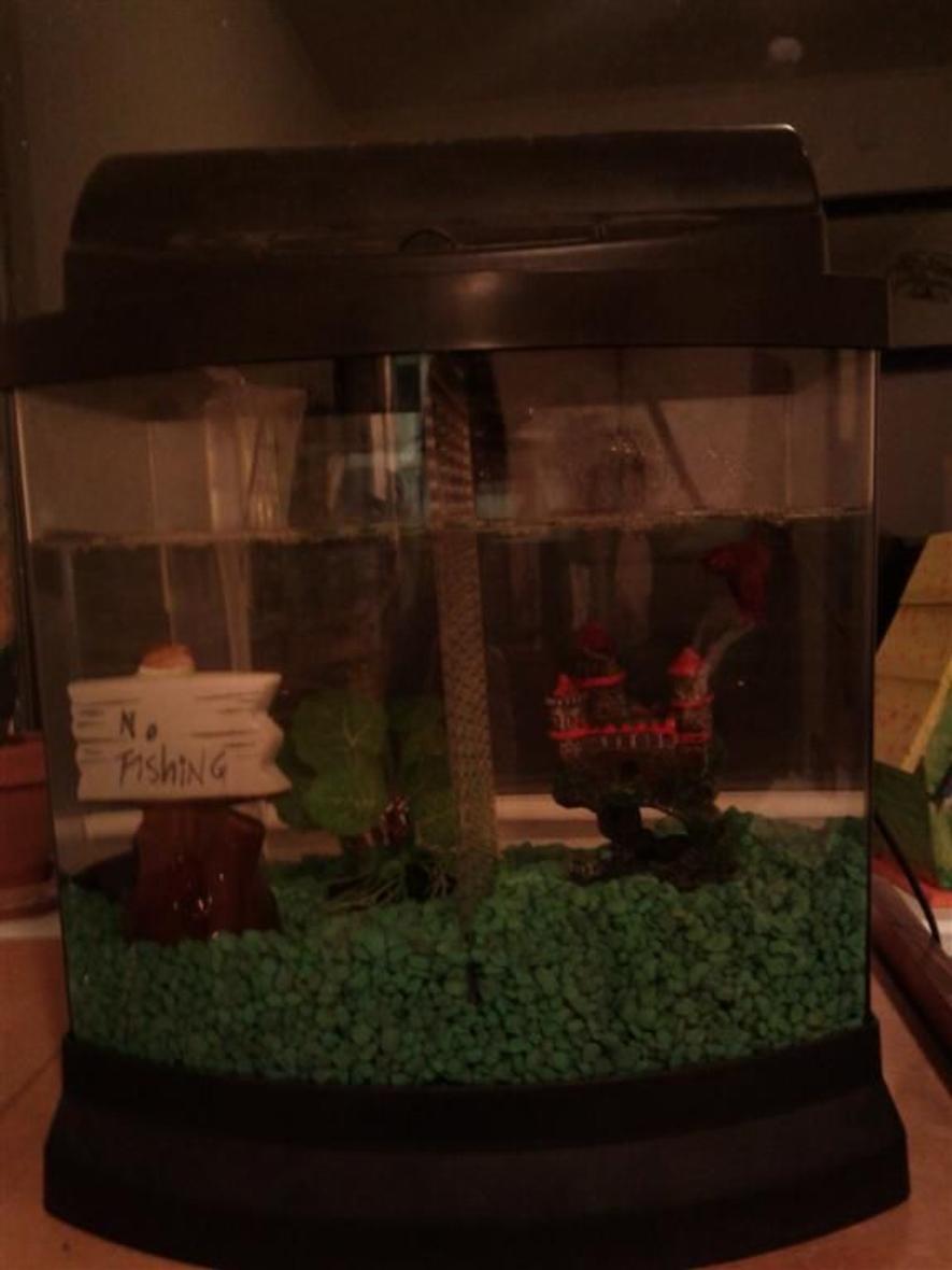 3 gallons freshwater fish tank (mostly fish and non-living decorations) - Our first fish tank