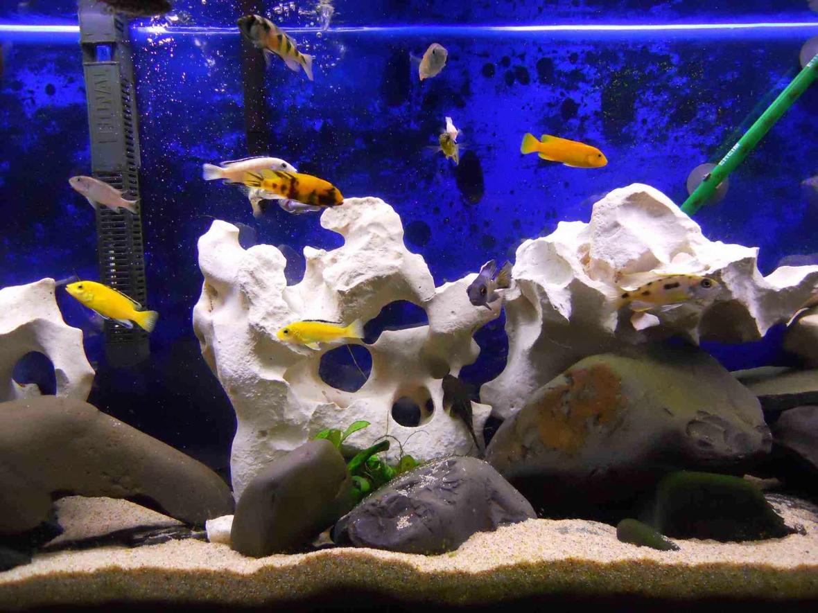 55 gallons freshwater fish tank (mostly fish and non-living decorations) - 55g mixed malwai