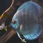 freshwater fish - symphysodon sp. - blue diamond discus stocking in 209 gallons tank - Discus with eggs