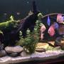 209 gallons planted tank (mostly live plants and fish) - Planted Discus Tank