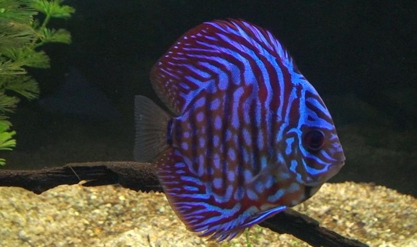 Rated #2: Freshwater Fish - Symphysodon Aequifasciata - Royal Blue Discus Stocking In 209 Gallons Tank