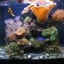 29 gallons reef tank (mostly live coral and fish) - 29 Bio Cube Reef
