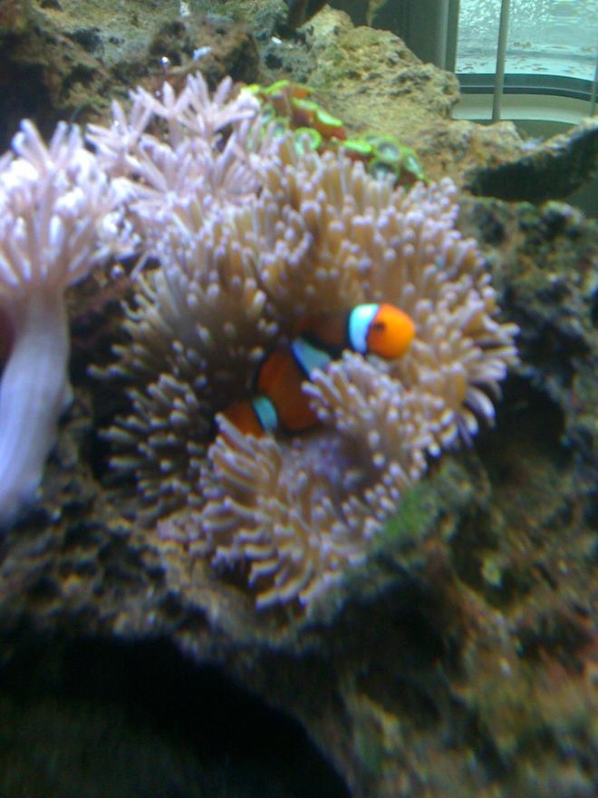 corals inverts - heteractis crispa - sebae anemone stocking in 29 gallons tank - *True Percula Clownfish w/ Sebae Anemone*