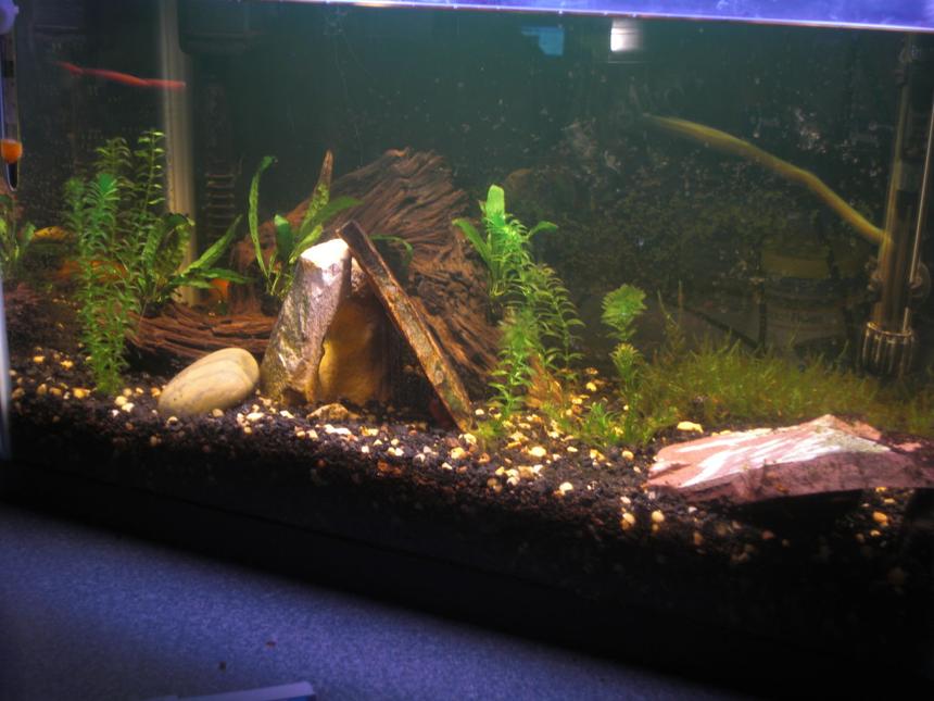 Rated #176: 10 Gallons Planted Tank - My First Tank (The streaks are fast moving fish, Faster than the really slow shutter)