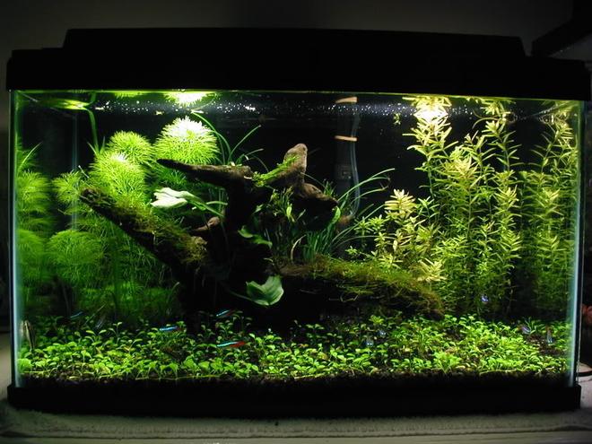 planted tank (mostly live plants and fish) - A 10g planted tank.

10 x Neon Tetras

DIY CO2 injection, ~3 WPG lighting.
